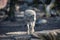 Grey wolf walking in the forest