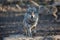 Grey wolf walking in the forest