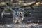 Grey wolf walking in the forest