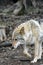 A grey wolf walks on the ground