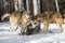 Grey Wolves Canis lupus Dominate Pack Mate Rolling on Back Winter