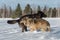 Grey Wolves Canis lupus Jump Around in Field Winter