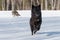 Grey Wolves Canis lupus Run In In Snowy Field Winter