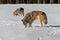 Grey Wolves Canis lupus Sniff Ground in Field Winter