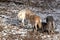 Grey Wolves in a mountain meadow