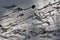 Grey Wood With Bark Beetle Tracks From Tree in Northern Utah