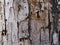 Grey wood bark texture with cracks. Raw wood board surface. Rustic lumber close-up photo.