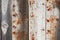 Grey wood old gringe planks background with rusty nail