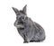 Grey young rabbit standing in front, isolated