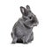 Grey young rabbit standing in front, isolated