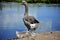 Greyback baby goose and mother