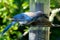 Greyback Blue Jay at Feeder 01