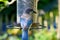 Greyback Blue Jay at Feeder 02