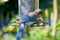 Greyback Blue Jay at Feeder 03