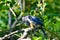 Greybacked Blue Jay Pear Tree 04