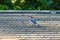 Greybacked Blue Jay on Roof 01