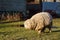 Greyface Dartmoor sheep with thick curly fleece