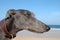 Greyhound on beach