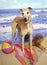Greyhound at the Beach
