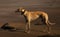 Greyhound on the Beach