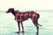 Greyhound on the beach, Scotland.