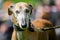 Greyhound body length top portrait. clear face staring at the camera.