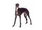 Greyhound breed dog