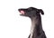 Greyhound breed dog