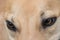Greyhound close up of face