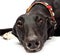 Greyhound closeup