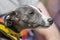 Greyhound cross face portrait looking to the side with yellow harness