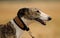 A greyhound dog