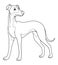 Greyhound Dog Cartoon Animal Illustration BW