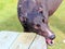 Greyhound dog chewing a bench seat. Stressed.