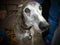 Greyhound Dog (Close Up)