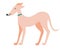 Greyhound dog. English dog. Greyhounds characters. Beautiful graceful dog stands. Flat Vector