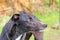 Greyhound dog face looking up. Close up.