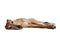 Greyhound Dog Laying Down