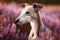 Greyhound dog in purple heather flower field