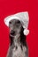 Greyhound dog sits in a white shiny Christmas hat on a red background