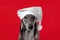 Greyhound dog sits in a white shiny Christmas hat on a red background