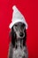 Greyhound dog sits in a white shiny Christmas hat on a red background