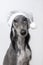 Greyhound dog sits in a white shiny Christmas hat on a white background