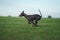 Greyhound dog sprints across a lush field, its lean body reflecting agility