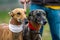 Greyhound dogs, domestic animal
