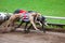 Greyhound dogs racing