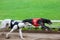 Greyhound dogs racing