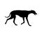 Greyhound elegant Dog trotting silhouette. Hunting companion