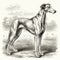 Greyhound, engaving style, close-up portrait, black and white drawing,