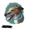 Greyhound, English Greyhound dog digital art illustration isolated on white background. European origin racing, hunting dog. Pet